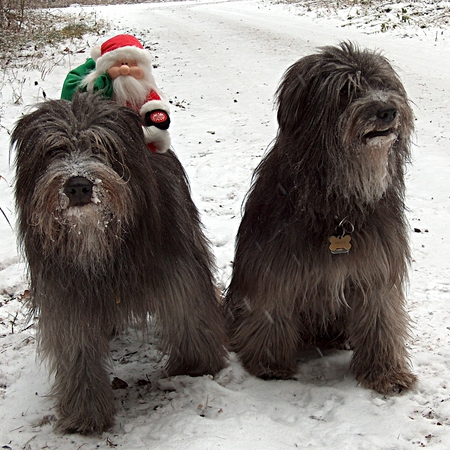 35 Die Weihnachtshunde 2009